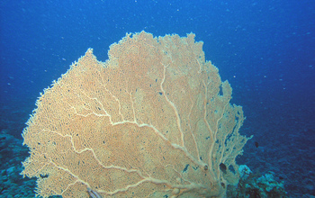 sea fan